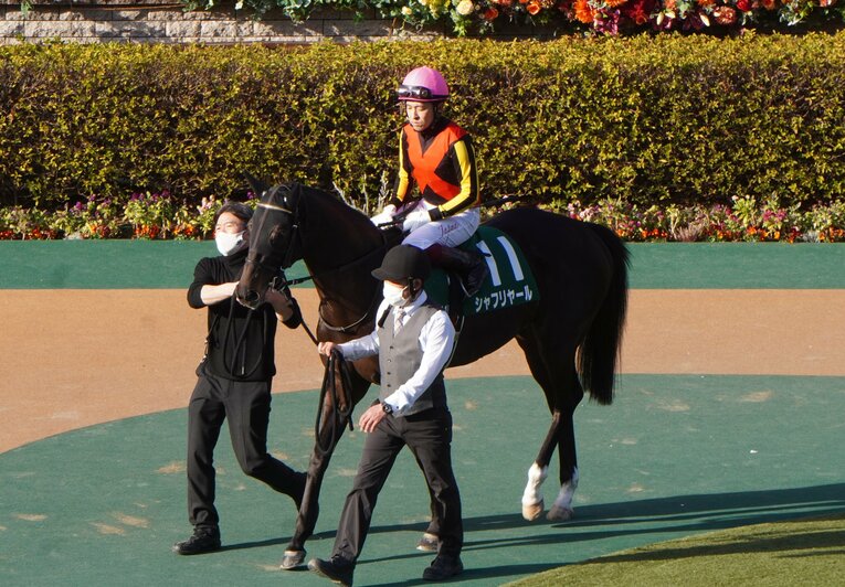 共同通信杯でのシャフリヤール