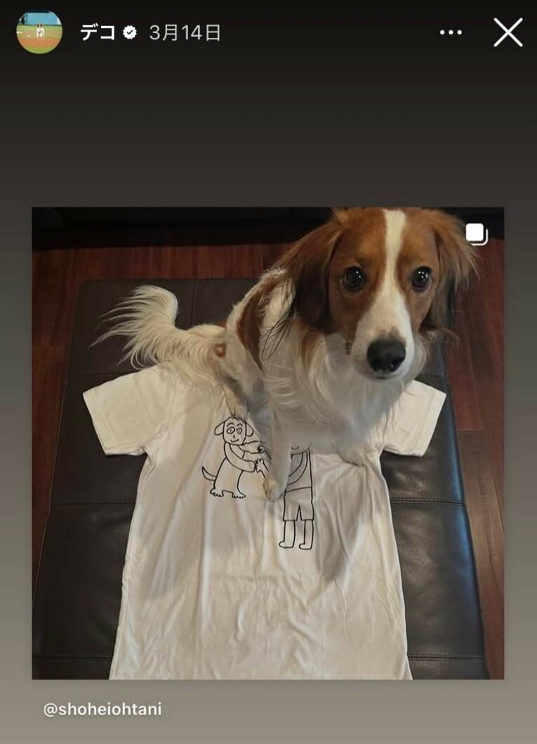 “マエケン画伯”の名画Tシャツをふみふみするデコピン（大谷翔平のインスタグラムより）
