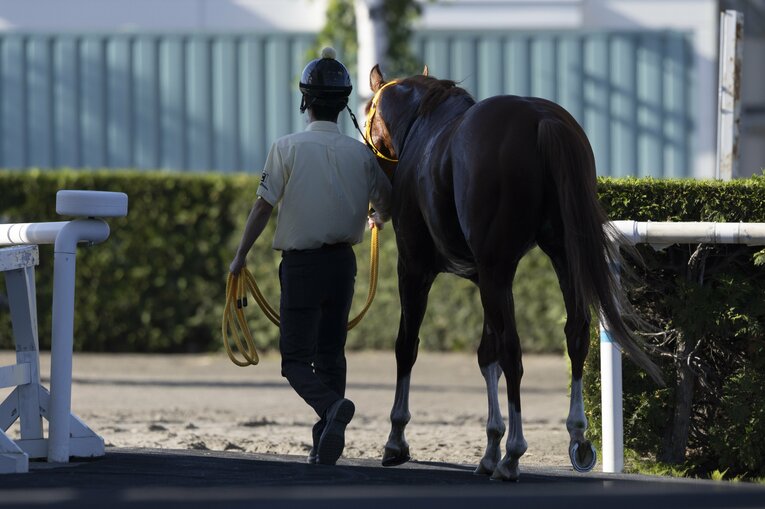 ジャックドールは目標としていた大一番の天皇賞・秋に向かう ／ photograph by photostud