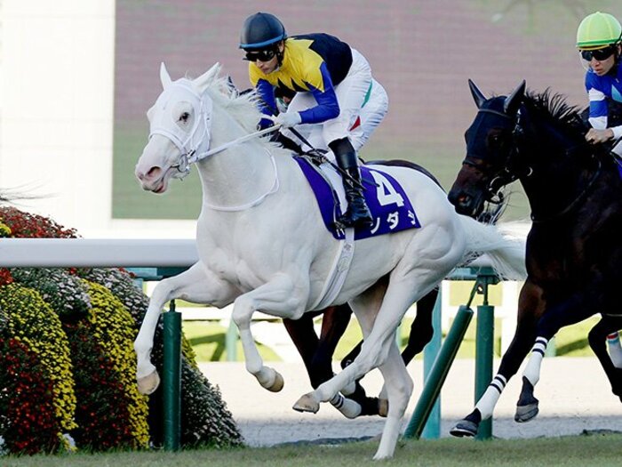 《チャンピオンズＣ》ソダシのダート初挑戦の“不安要素”とは…問題はコースではなく、シラユキヒメ一族の“極端な特徴”!?＜Number Web＞ photograph by JIJI PRESS