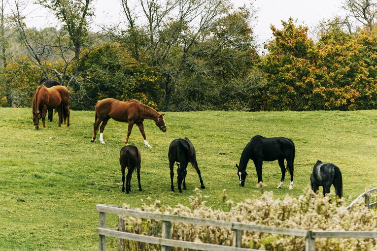 アドマイヤジャパン（左から2番目）　©Kiichi Matsumoto