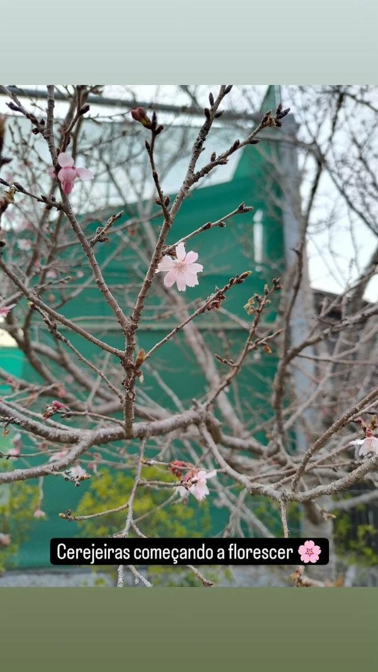 「桜が咲き始めている」　※ボンテンポ記者のインスタグラムより