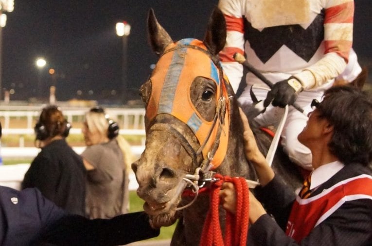 2016年ドバイワールドカップ挑戦時のホッコータルマエ。8月8日には産駒ホッコーハナミチがレパードSに出走する ／ photograph by Satoshi Hiramatsu