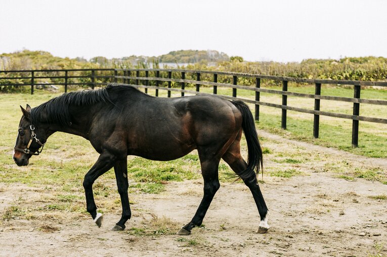 タニノギムレット　©Kiichi Matsumoto