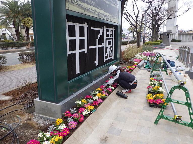 甲子園の大林広場の花も阪神園芸の業務だ　©Hanshin Engei