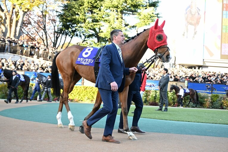 パドックでのカランダガン。馬体重456kgは出走馬のなかでもっとも軽かった【スワイプするとその他の写真もご覧になれます】©Keiji Ishikawa