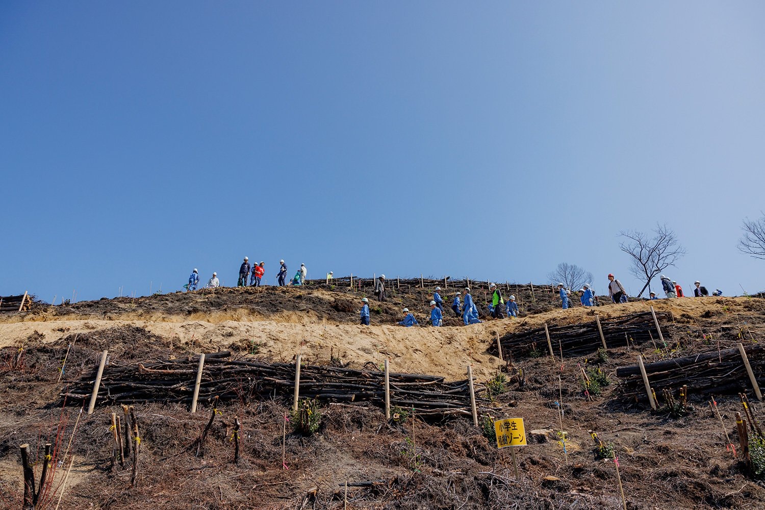 斜面には黒い土と焦げた幹だけが残り、山肌がむき出しになっている