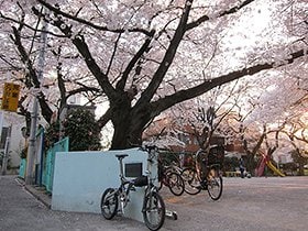 わが青春の住処のご近所にあった公園。穴場の花見スポットだと思う。