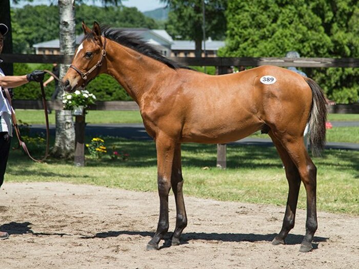 億超え14頭、合計落札額は149億円！セレクトセールにも競馬ブームの風が。＜Number Web＞ photograph by Junji Fukuda