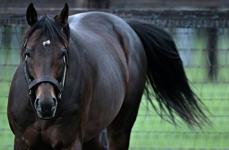 2007年、社台ファームにて、父のディープインパクト。グレートマジシャンが息を引き取った7月30日は父の命日でもあった　©Takuya Sugiyama