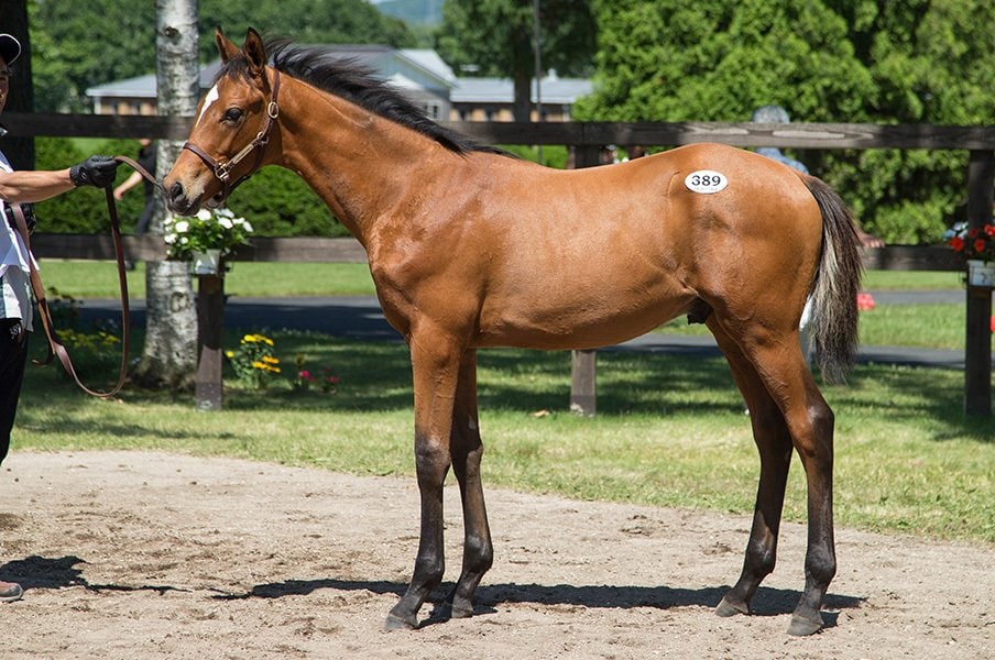 億超え14頭、合計落札額は149億円!セレクトセールにも競馬ブームの風が。<Number Web> photograph by Junji Fukuda