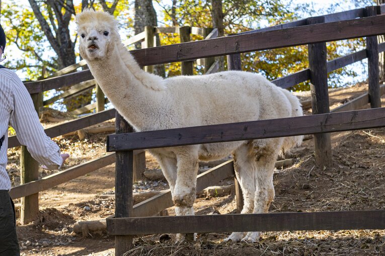八ヶ岳アルパカ牧場のアルパカたち