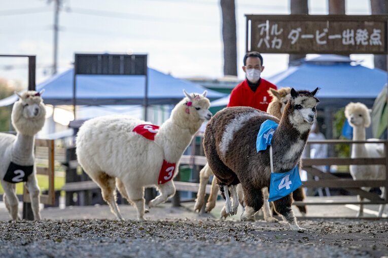 スタートすると、大外枠のエスペランサちゃん（メス、１歳）が猛ダッシュで仕掛けた