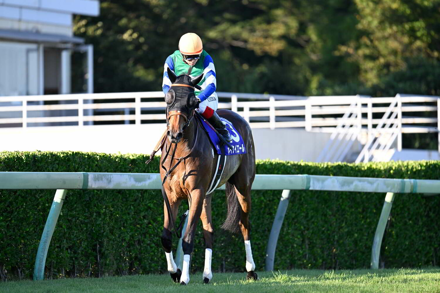 1番人気に支持されたメイケイエールは本来の走りができず14着　©Keiji Ishikawa