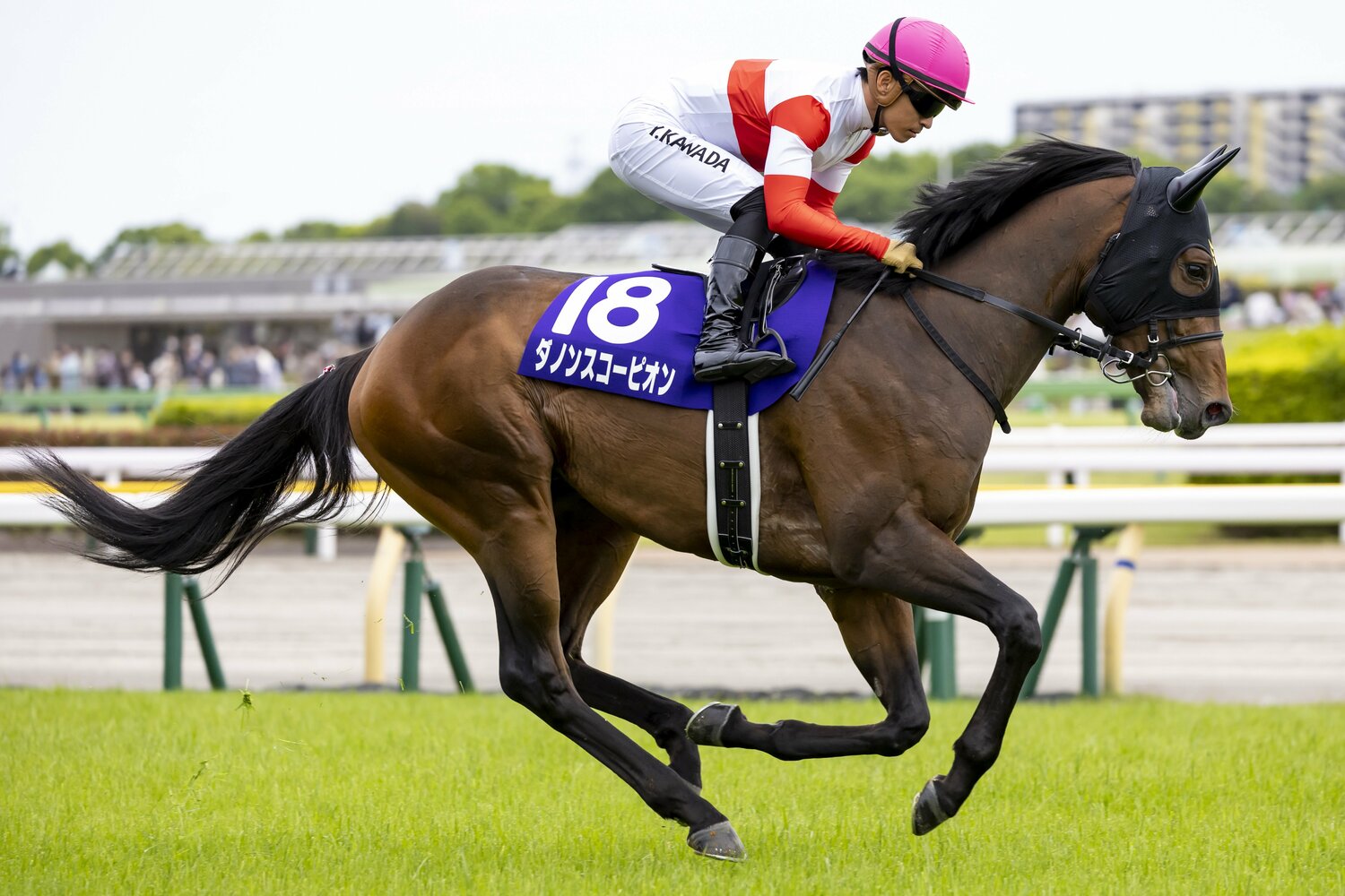 当日は4番人気だったダノンスコーピオン　©Photostud