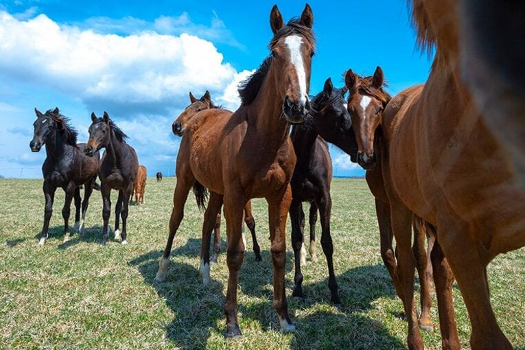 「前輪駆動」から「四輪駆動」へ。成長する王者コントレイルの原点。(2)