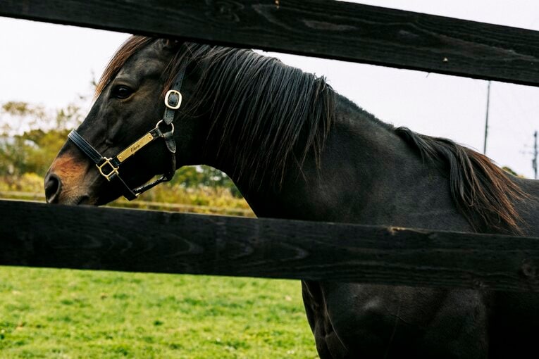 エタリオウ　©Kiichi Matsumoto