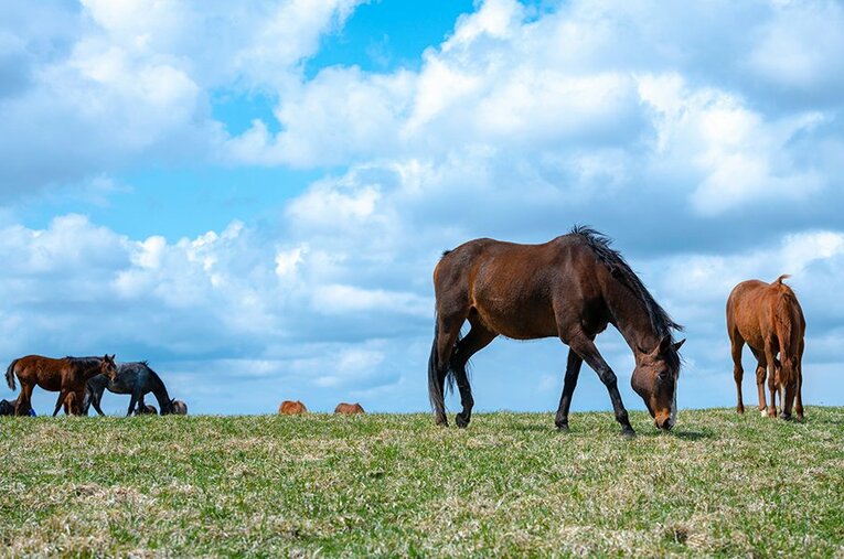 コントレイルが育ったノースヒルズ清畠の放牧地。牡馬と牝馬のグループに分かれて午前10時から約20時間放牧される。 ／ photograph by Takuya Sugiyama