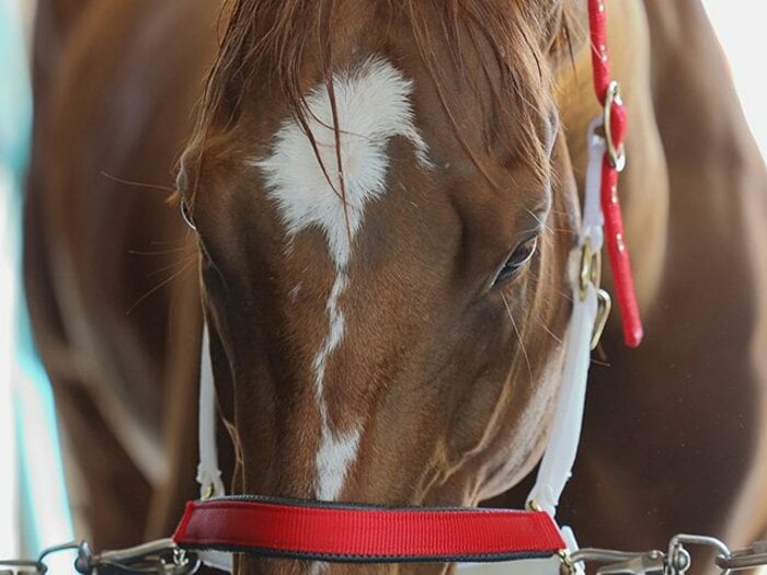 2020年最初のGIにかかる「偉業」。モズアスコットとインティの決着は。＜Number Web＞ photograph by Yuji Takahashi