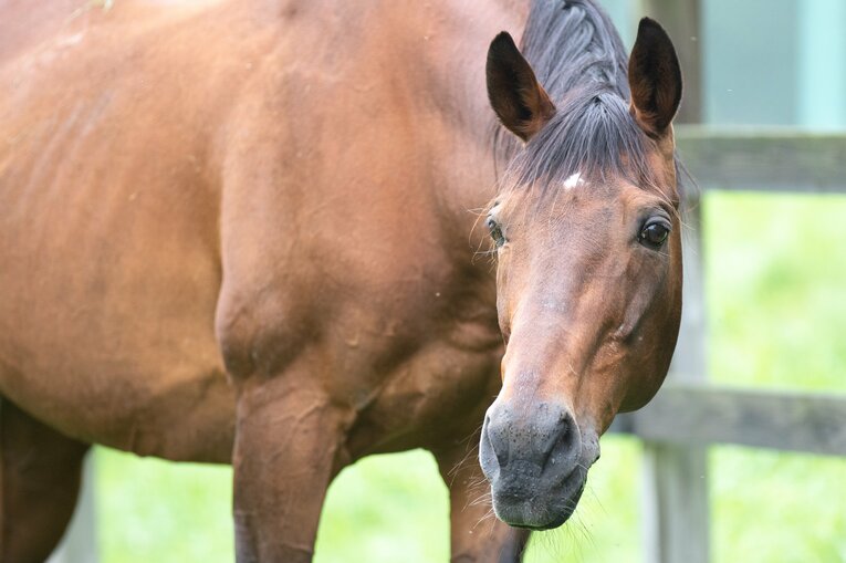 タイキフォーチュンは1996年にGⅠとして新設されたNHKマイルカップの初代王者　©Daisuke Asauchi