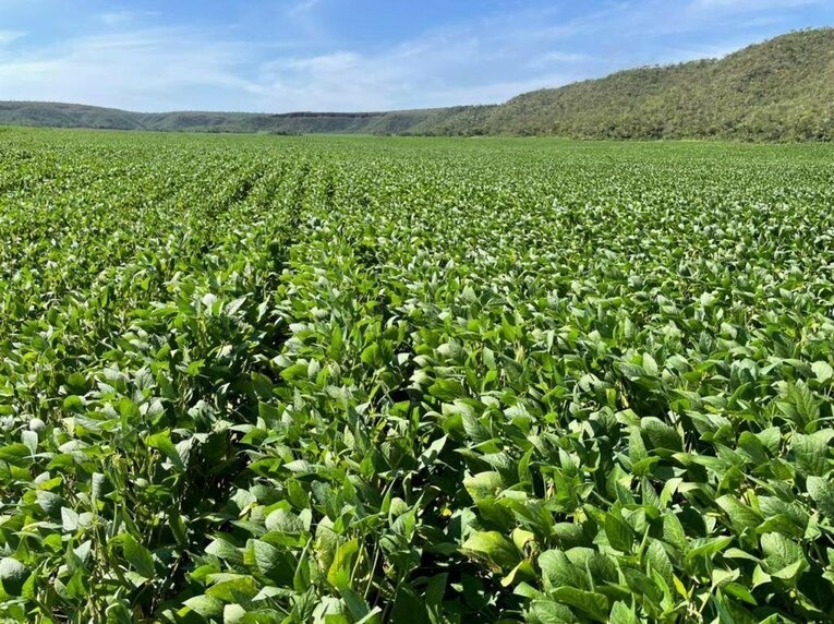 アルシンドが経営している大農場　©Hiroaki Sawada