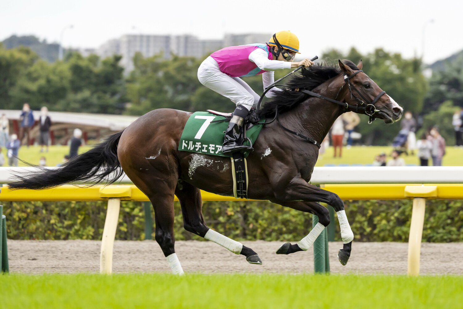 今年1月の予想では能力判定が難しかったが、サウジアラビアRCを制し2戦2勝で朝日杯に参戦するドルチェモア　©︎Photostud