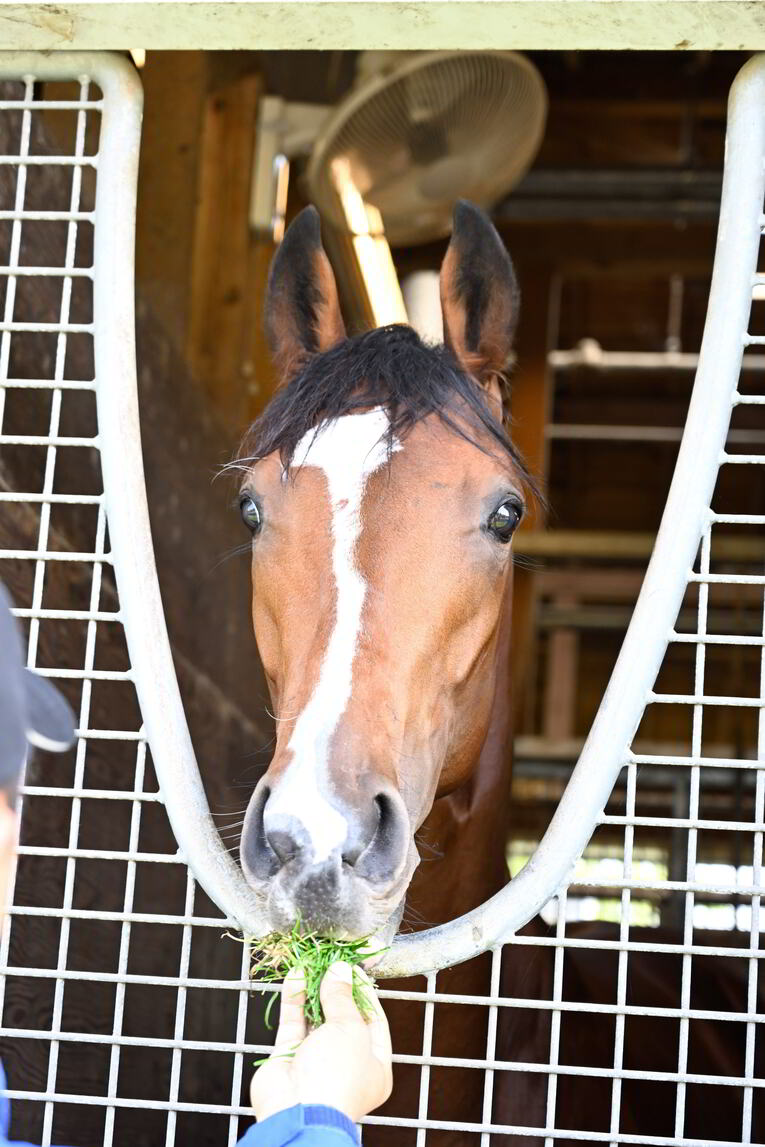 ソールオリエンスは“取材中も”くつろいでいた…記者が目撃した、ダービー1番人気の「名馬の風格」 武豊“絶賛”のファントムシーフも侮れない(6)