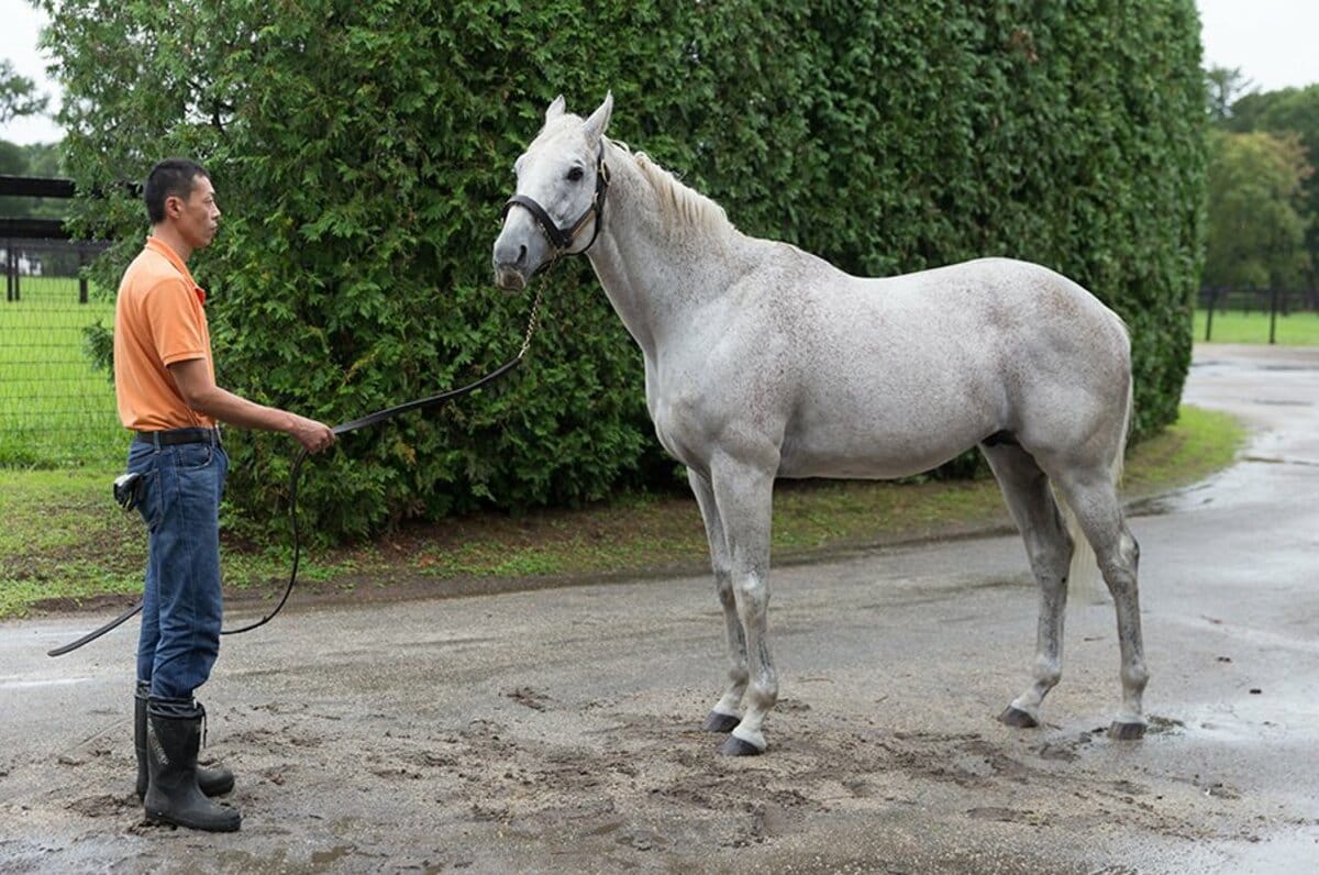 全てはクロフネの衝撃から始まった チャンピオンズcと交流giの深い関係 競馬 Number Web ナンバー