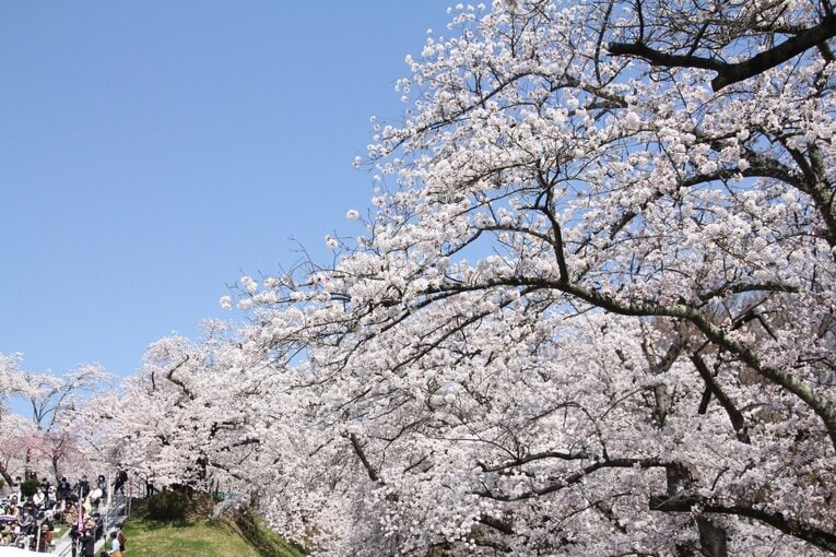藤井聡太竜王「大変参考になったで“ござる”」初出演した《人間将棋》を現地取材… 観る将マンガ家が超楽しんで描いてみた(40)