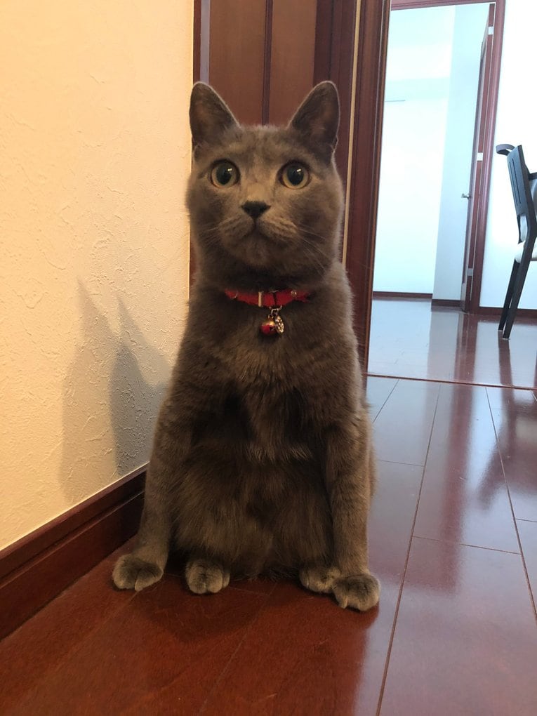 「ボクサーはなぜ猫好きなのか？」猫パンチを食らっても愛する内山高志が答える…女性のタイプもネコ系!?《拳四朗は猫ケーキ発注》(9)