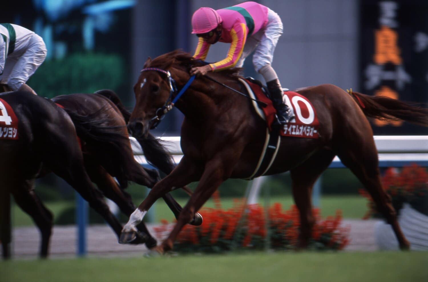 京都大賞典で古馬に挑み3着と健闘したテイエムオペラオー　©Keiji Ishikawa