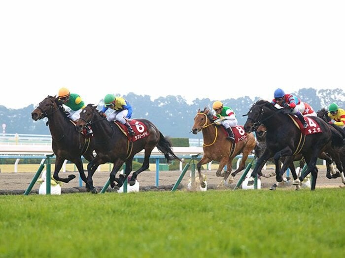 キズナとハープ、復帰の京都記念。敗戦でも見られた、両頭の“らしさ”。＜Number Web＞ photograph by Yuji Takahashi