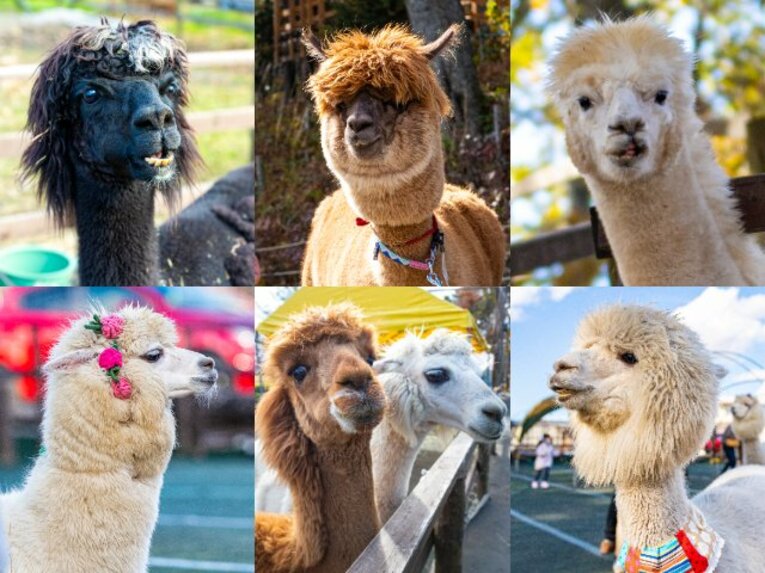 現在牧場では29頭が暮らしている。個性豊かなアルパカたちの中から“推し”を探すのも楽しい