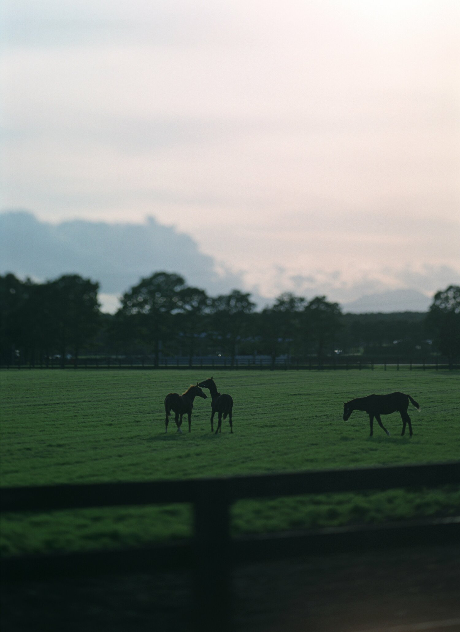 ノーザンファーム　©Takuya Sugiyama