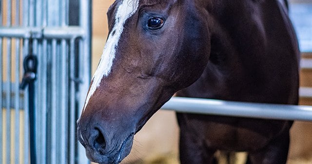 オジュウチョウサンの障害復帰は、「どちらにしてもすごい挑戦」。