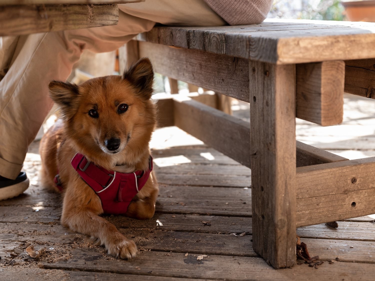 服部さんの愛犬ナツ ©Nanae Suzuki