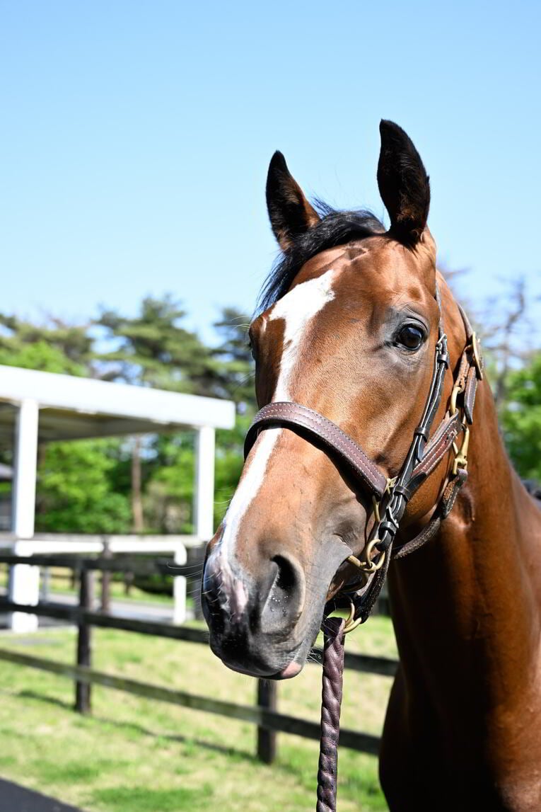 ソールオリエンスは“取材中も”くつろいでいた…記者が目撃した、ダービー1番人気の「名馬の風格」 武豊“絶賛”のファントムシーフも侮れない(9)