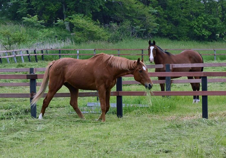 提供：ノーザンレイク