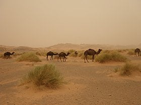 迷子の最中に野生らしきラクダと遭遇した