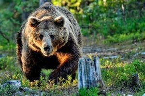 【恐怖】「おっかあが、少しになっている」人喰いヒグマの暴走