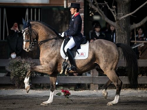 日本馬術で知られざる世界的快挙。五輪に出られなくとも伝説の人馬。 - 馬術 - Number Web - ナンバー