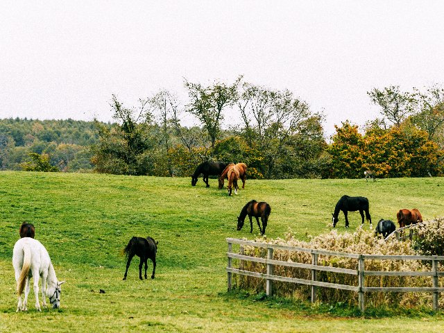 ウマ娘』公式SNSも注意喚起…なぜ牧場見学で“マナー違反”が繰り返される