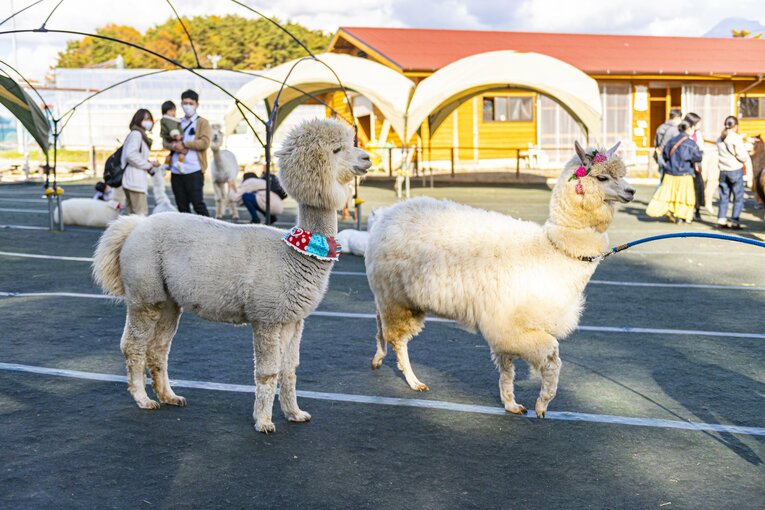 八ヶ岳アルパカ牧場のアルパカたち