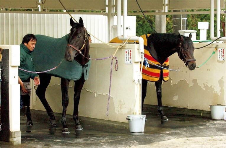 左がシンボリクエスエス、右がゼンノロブロイ　©️SANKEI SHIMBUN