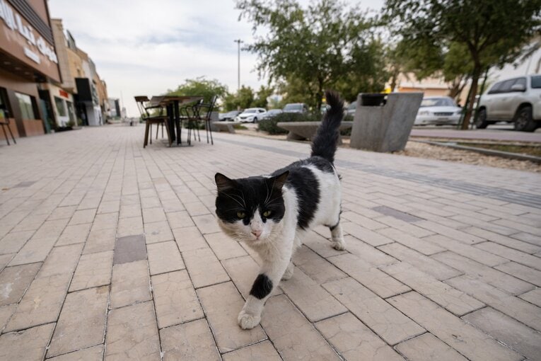 リヤドの野良猫　©Hiroaki Finito Yamaguchi