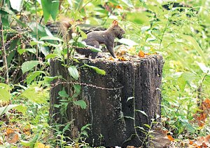 「行けばたいがいエゾリスには会える」という円山動物園までの遊歩道。実際、取材班もすぐに見つけることが出来た