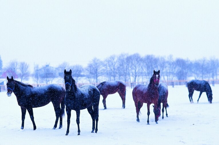 ありし日のメジロ牧場 ／ photograph by Seiji Sakaguchi