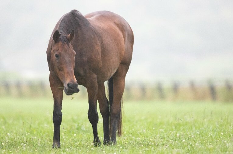 5月30日に35歳でこの世を去ったナイスネイチャ。多くの人に愛されながら、生まれ故郷の渡辺牧場で幸福な余生を過ごした ／ photograph by Daisuke Asauchi