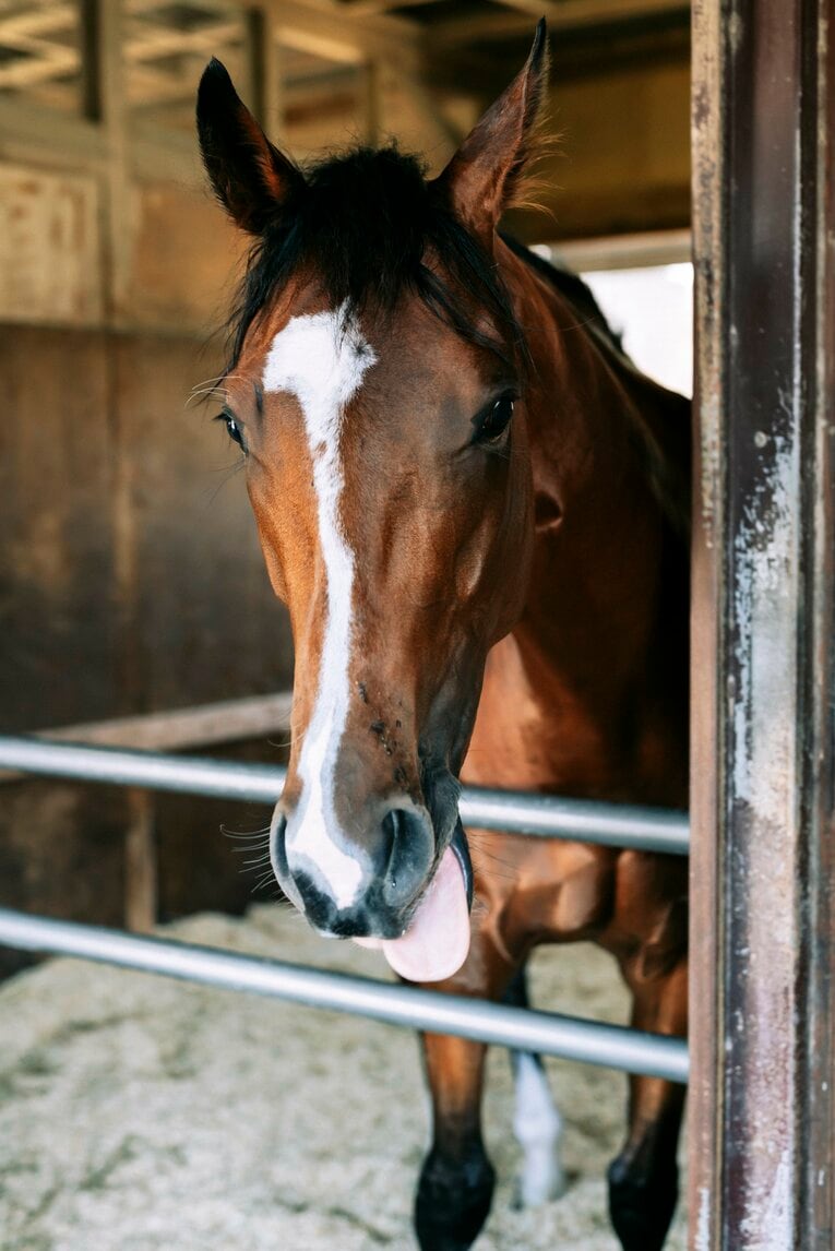 ソールオリエンスは“取材中も”くつろいでいた…記者が目撃した、ダービー1番人気の「名馬の風格」 武豊“絶賛”のファントムシーフも侮れない(20)