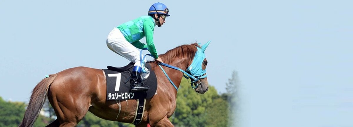 競馬 ステッキ ムチ ジョッキー 騎手使用 JRA関係者からの頂き物